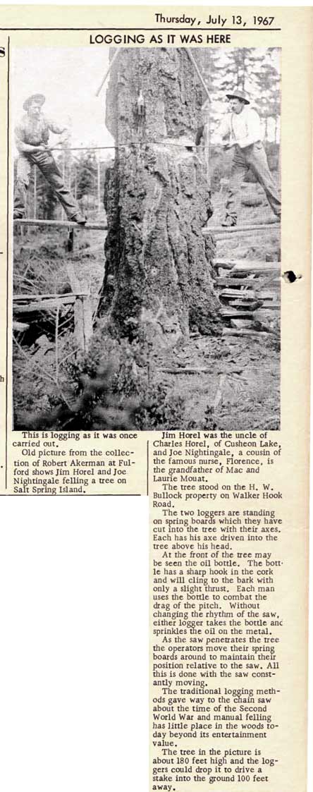 Loggers at work on a large tree