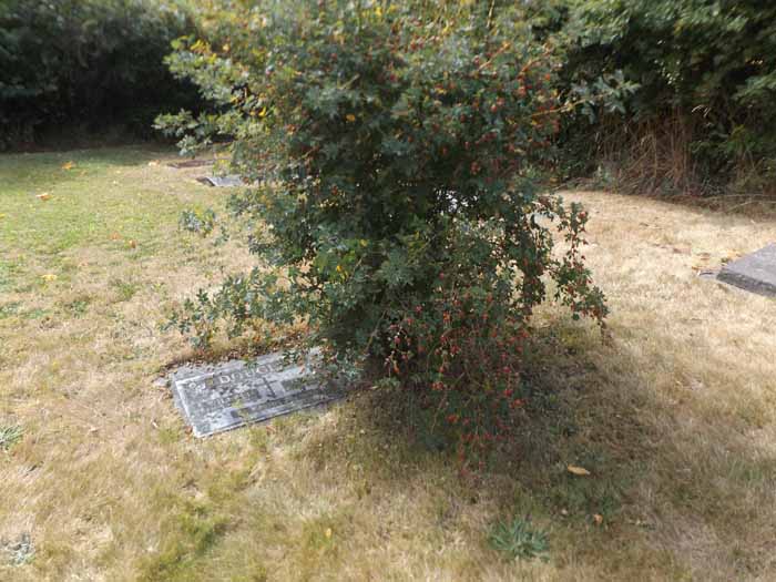 image of gravestone