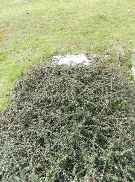 image of gravestone
