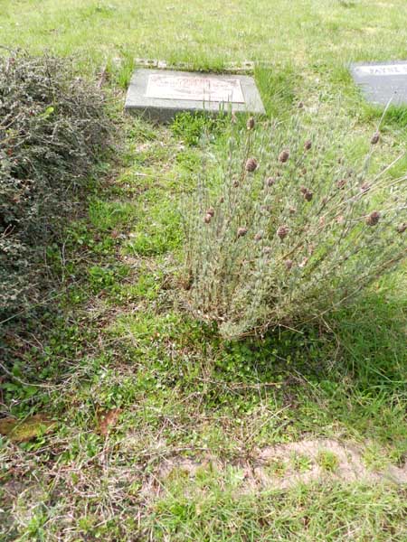 image of gravestone