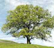 tree of knowledge