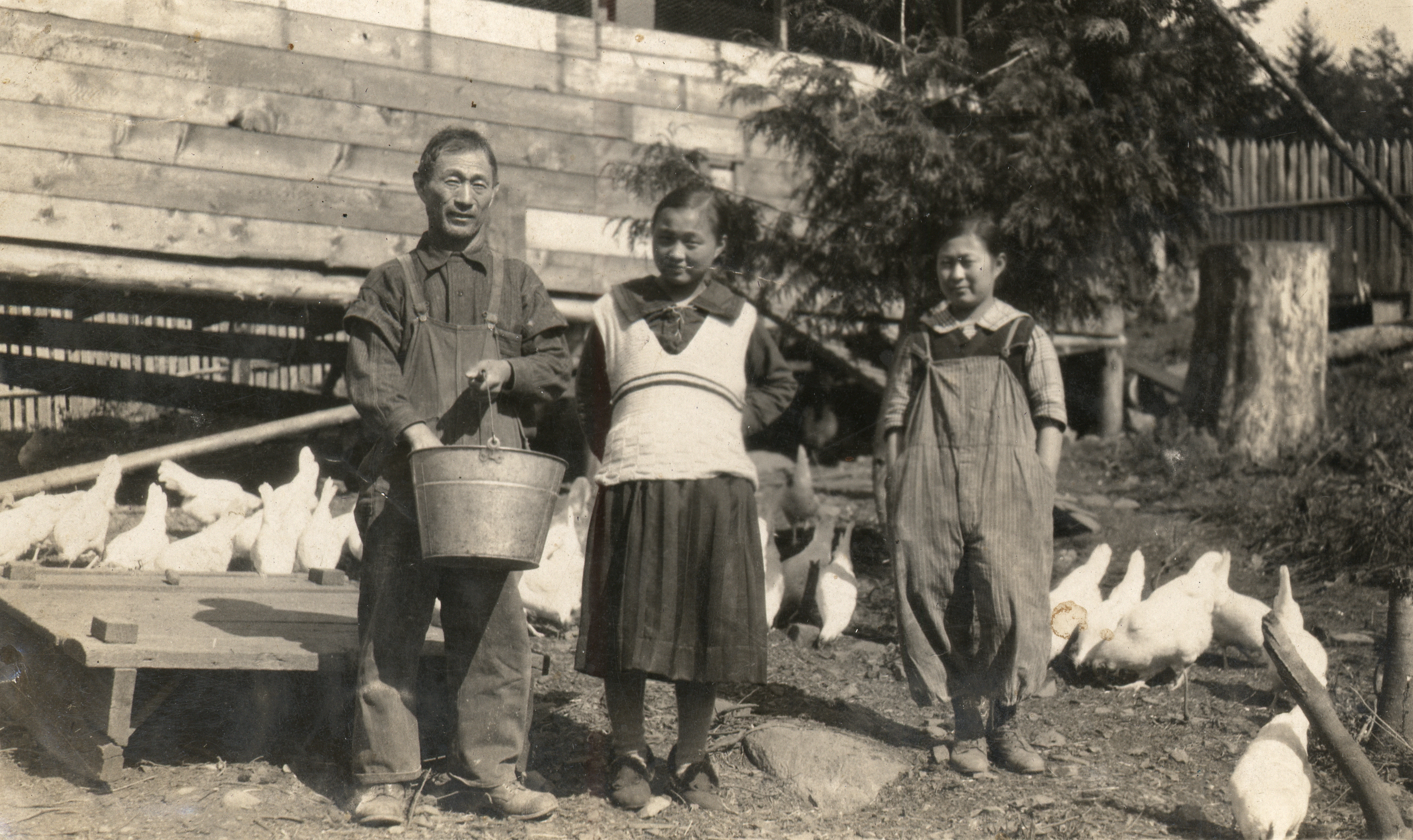 Feeding the Chickens